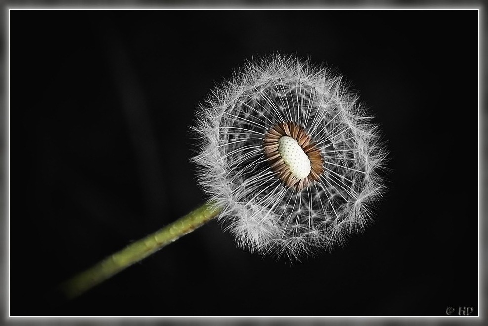 Pusteblume mal anders