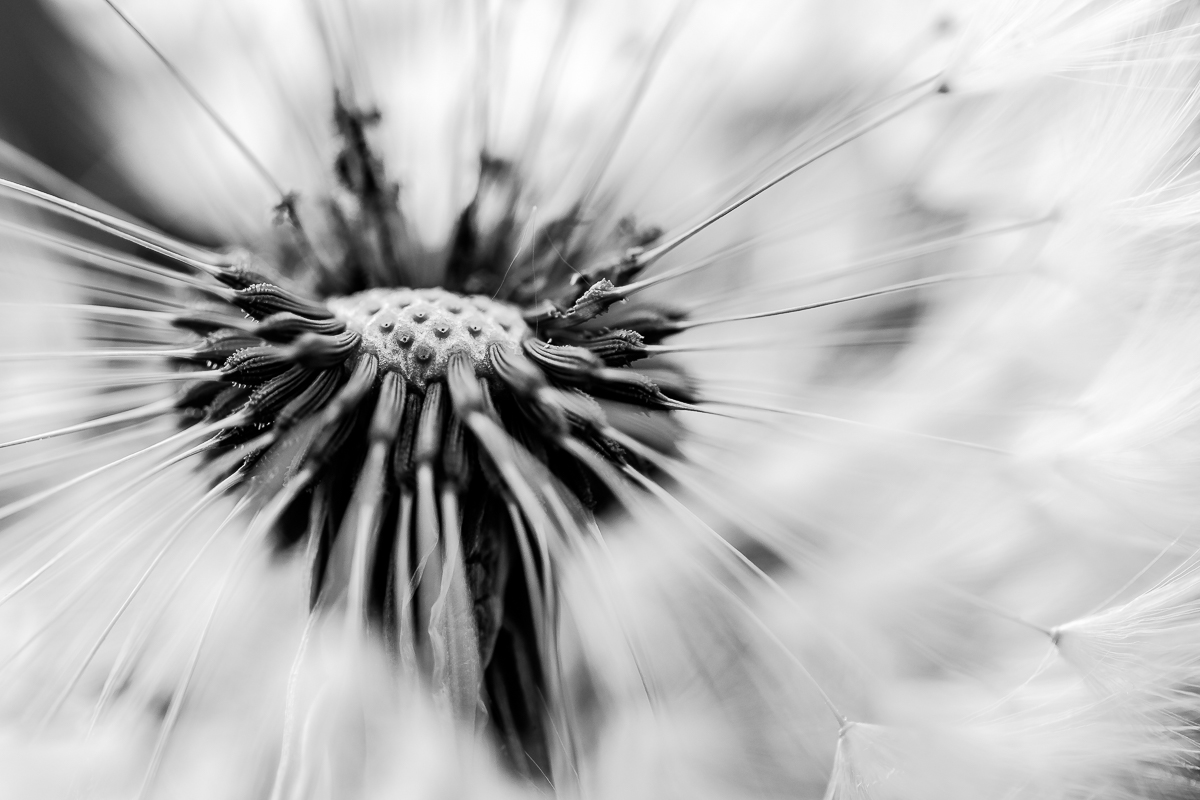 Pusteblume mal anders