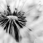 Pusteblume mal anders