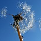 Pusteblume mal anders