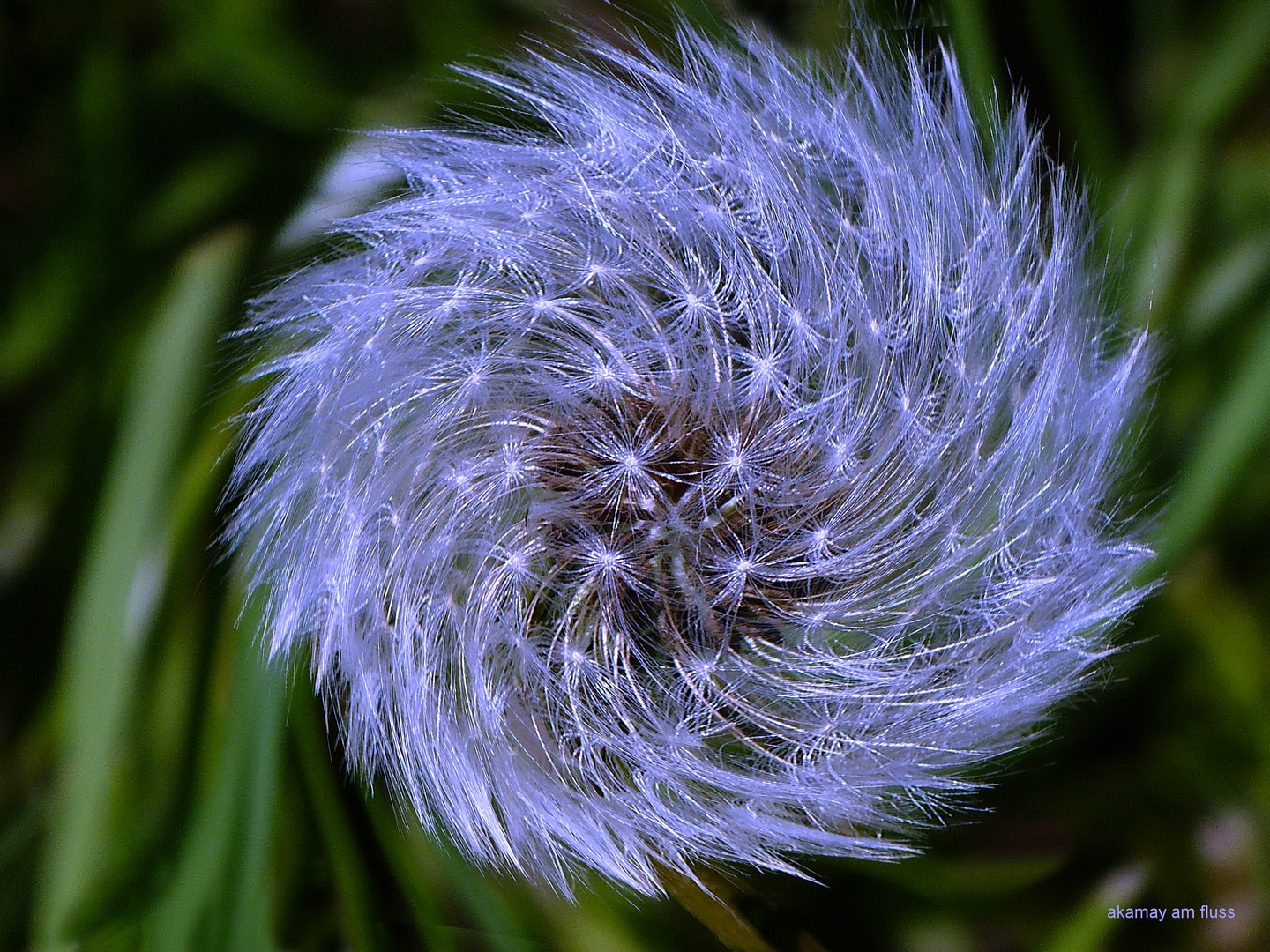 Pusteblume mal anders