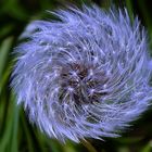 Pusteblume mal anders