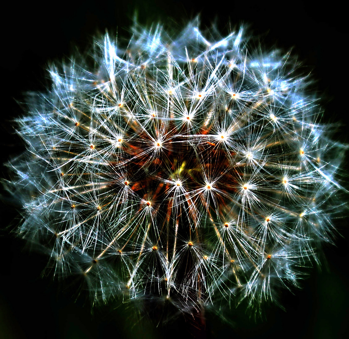 Pusteblume mal anders