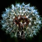 Pusteblume mal anders