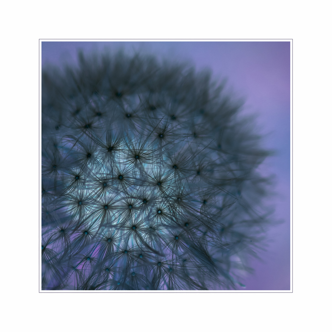 ...Pusteblume mal anders...