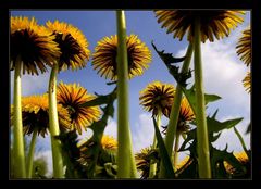 Pusteblume mal aus der Sicht....