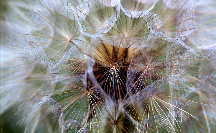 Pusteblume mal ganz nah