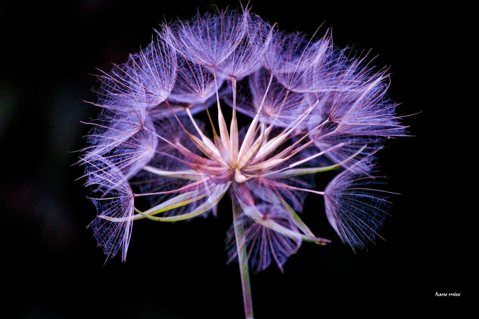 Pusteblume mal in einer anderen Farbe.