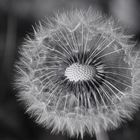 Pusteblume mal SW