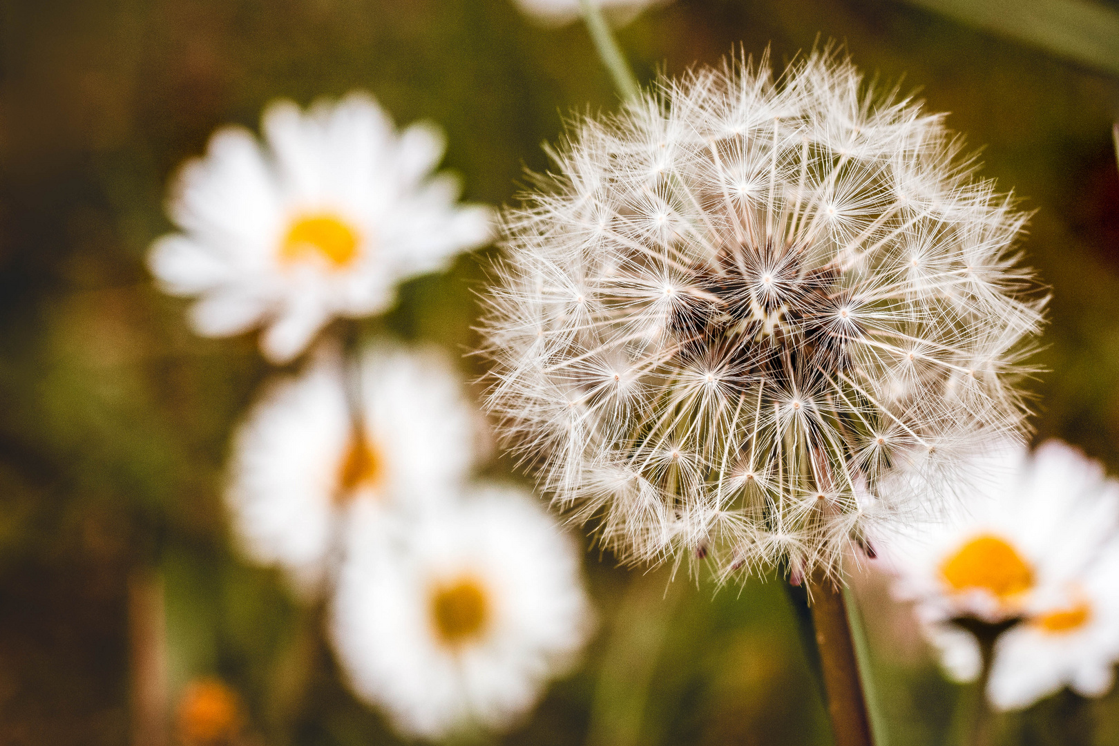 Pusteblume mal wieder 