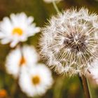 Pusteblume mal wieder 