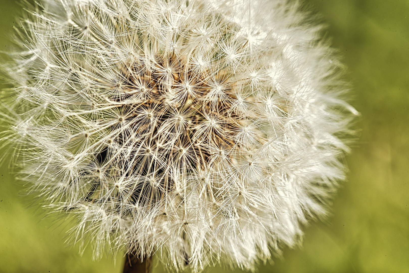 Pusteblume - mal wieder