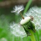 Pusteblume - manche sagen auch Löwezahn dazu !