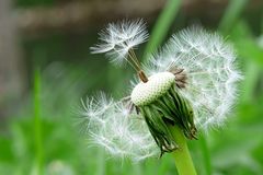 Pusteblume - manche sagen auch Löwezahn dazu !