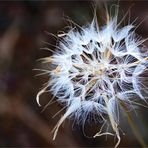 Pusteblume - mediterran - vom Lykischen Wanderweg