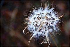 Pusteblume - mediterran - vom Lykischen Wanderweg