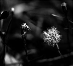 Pusteblume meets moonlight