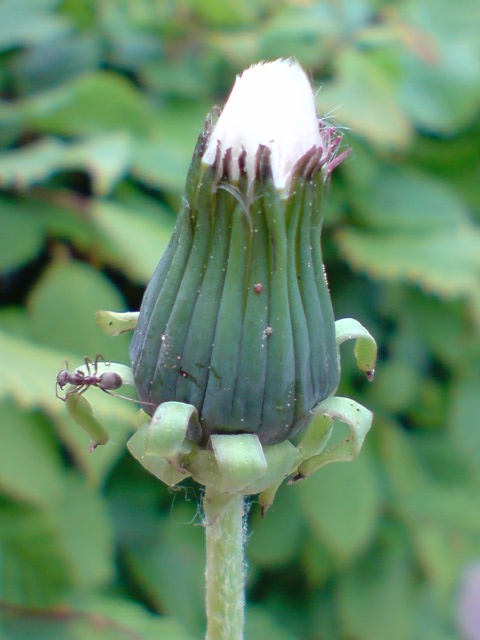 Pusteblume mit Ameise