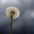 Pusteblume mit Ameise