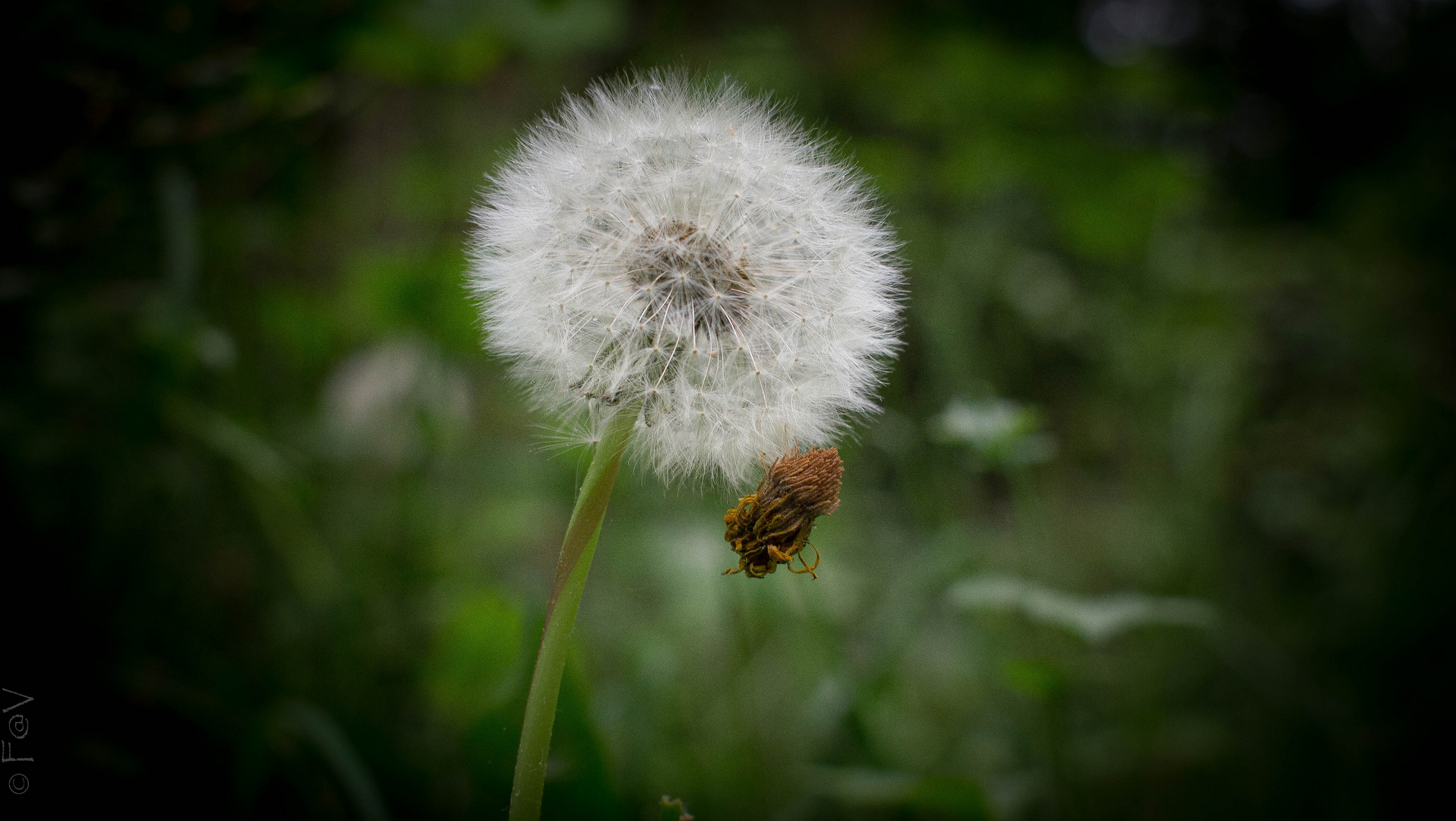 Pusteblume mit Anhang