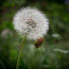 Pusteblume mit Anhang