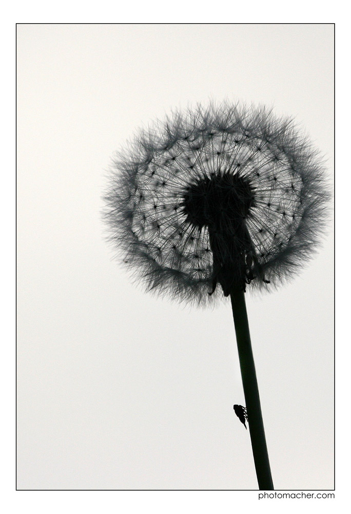 Pusteblume mit Anhang