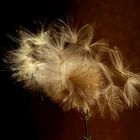 Pusteblume mit „Anhang" ;-)