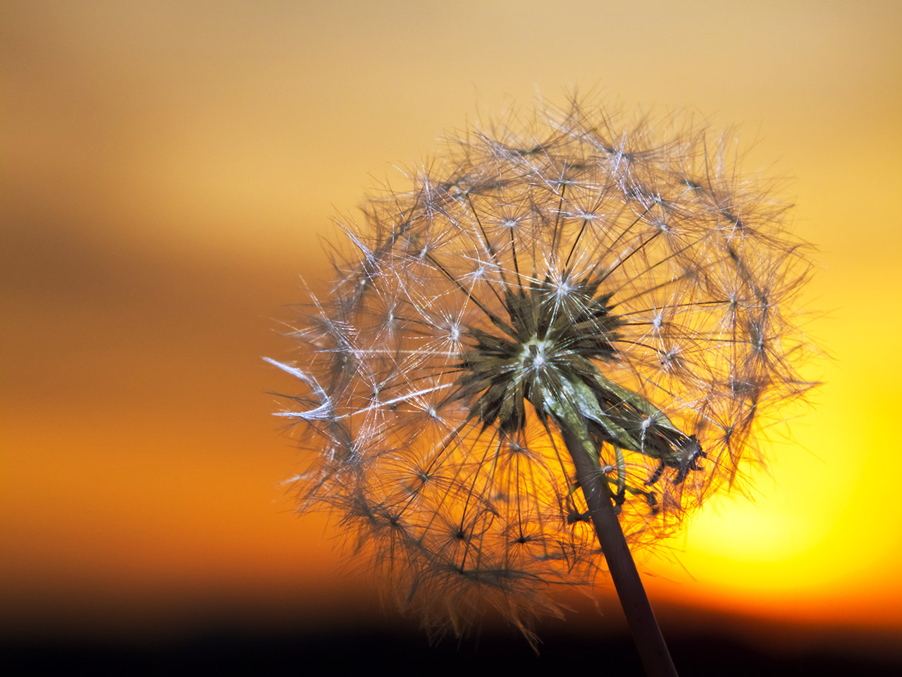 Pusteblume mit Aufhellblitz