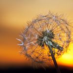 Pusteblume mit Aufhellblitz