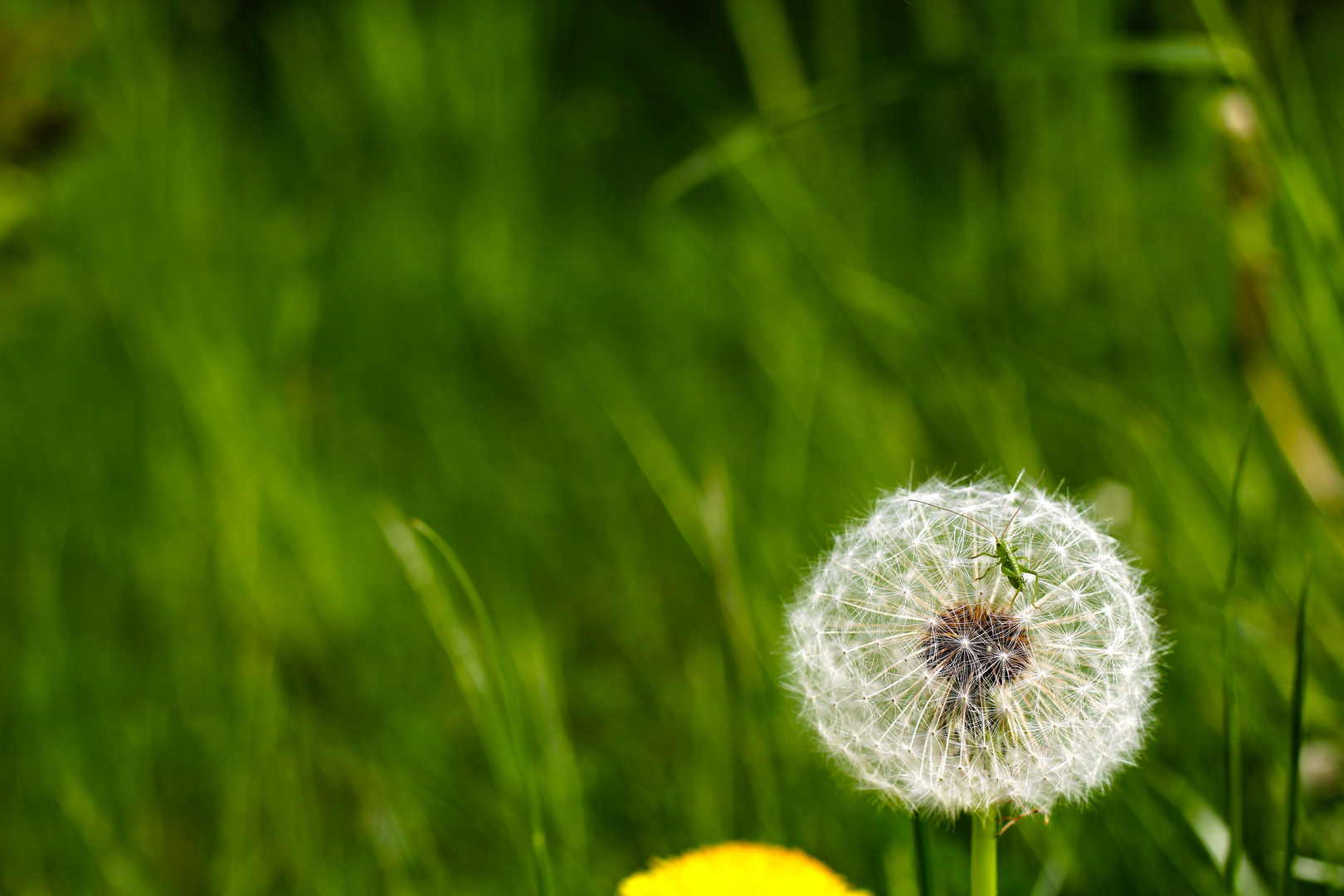 Pusteblume mit Begleitung