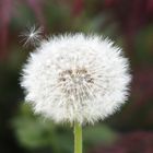 Pusteblume mit Besuch