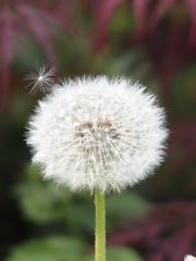 Pusteblume mit Besuch