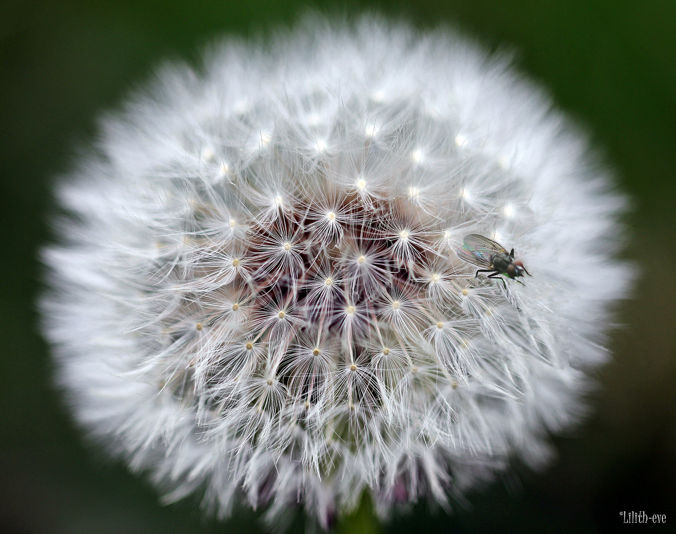 Pusteblume mit Besucher...