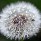 Pusteblume mit Besucher...