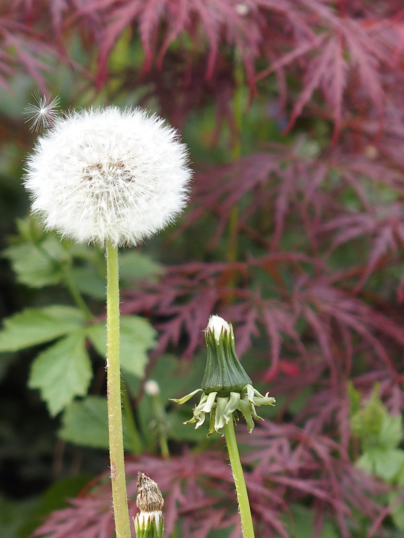 Pusteblume mit Besucher