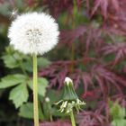 Pusteblume mit Besucher