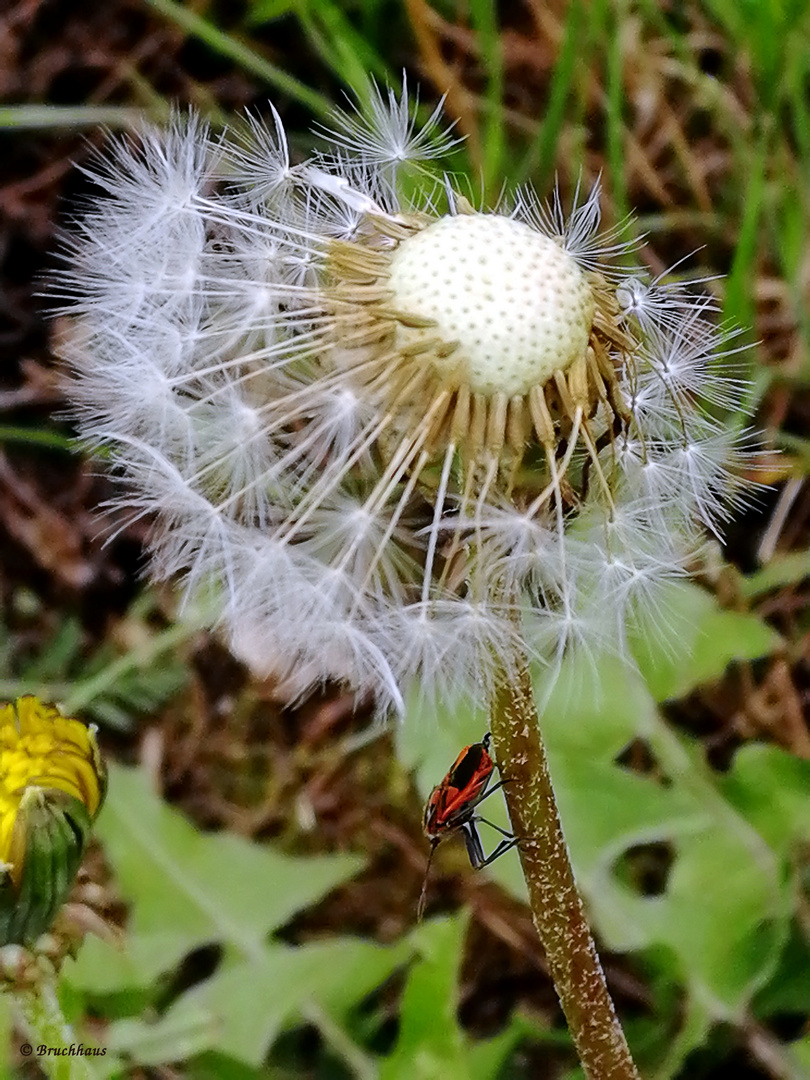 Pusteblume mit Besucher (Smartphoneaufnahme)