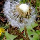 Pusteblume mit Besucher (Smartphoneaufnahme)