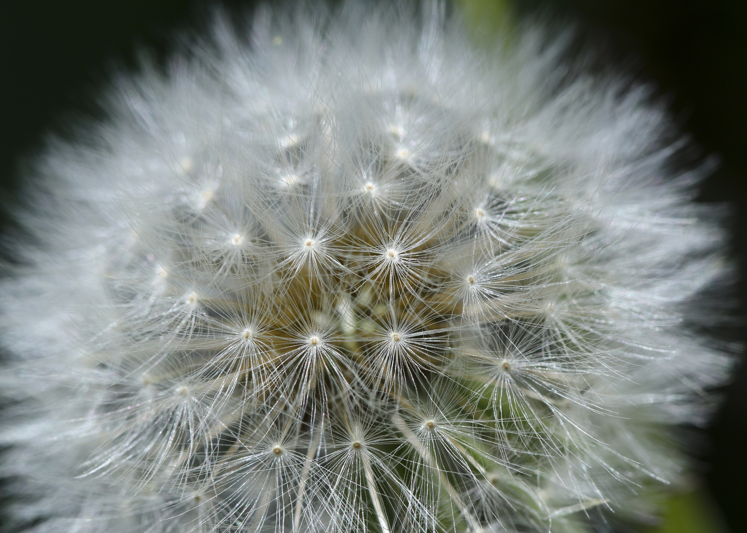 Pusteblume mit dem Macro Objektiv