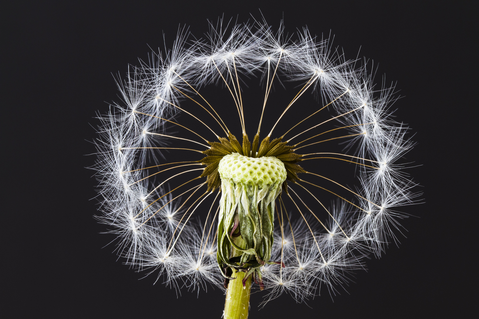 Pusteblume mit Durchblick