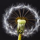 Pusteblume mit Durchblick