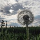 Pusteblume mit Durchblick