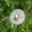 Pusteblume mit fehlenden Blueten