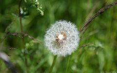 Pusteblume mit fehlenden Blueten