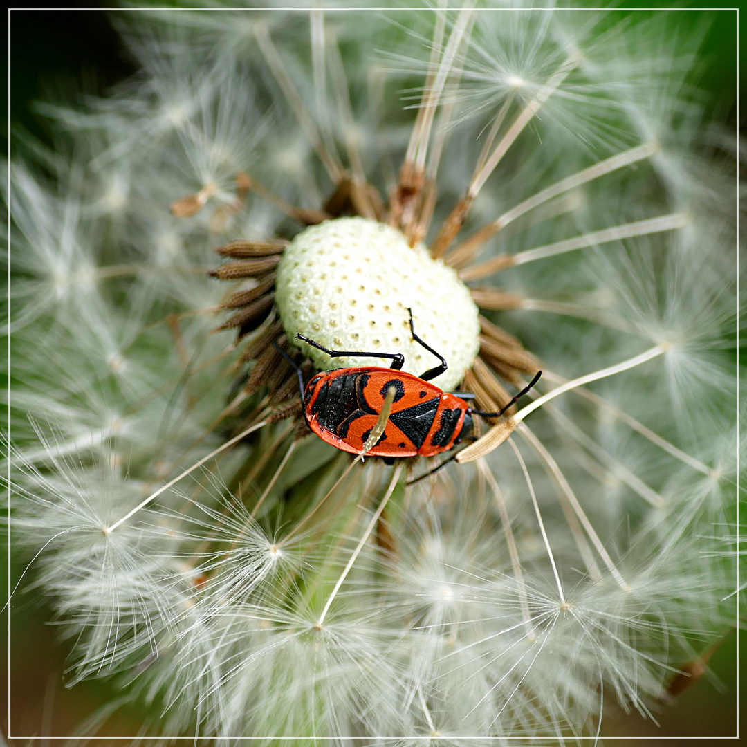 Pusteblume mit Feuerwanze 1