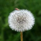 Pusteblume mit Feuerwanze