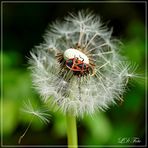 Pusteblume mit Feuerwanze