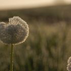 Pusteblume mit Frost