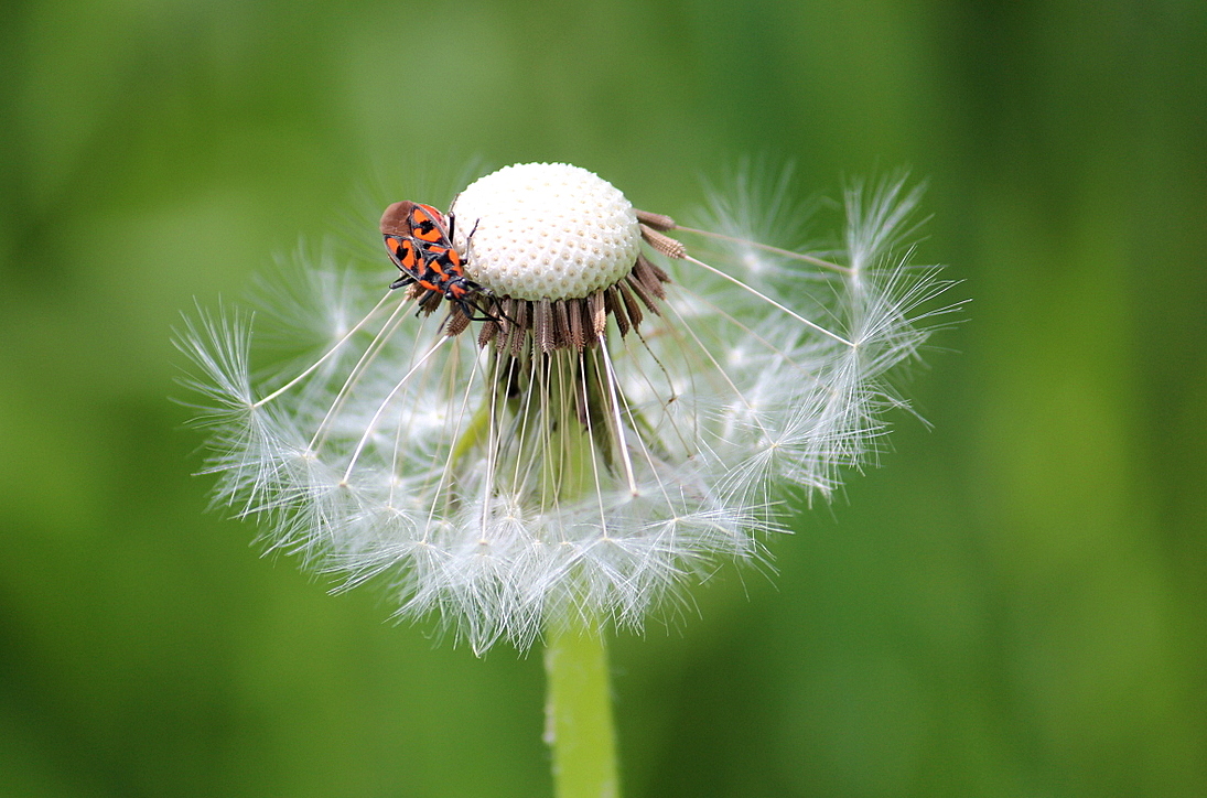 Pusteblume mit Gast