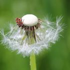 Pusteblume mit Gast